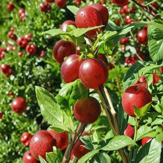 Captivator Gooseberry Live Plant – Rooted Starter | Ribes uva-crispa Hybrid | Fruit Shrub | Zones 3–8 | Edible Berry Plant