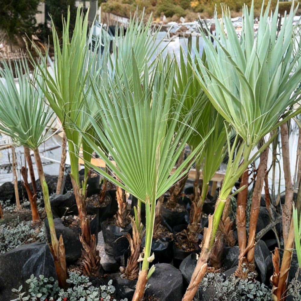 Mexican Fan Palm – Washingtonia robusta Bare Root Live Palm | 21–24 Inches Tall | Fast Growing Tropical Landscape Palm | Easy to Grow