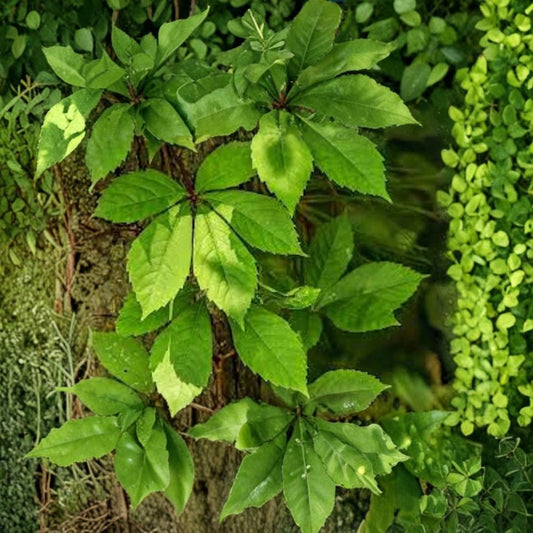 10 Virginia Creeper Bare Root Plants | Native Climbing Vine | Parthenocissus quinquefolia | Hardy Fast Growing Ground Cover | Ready to Plant
