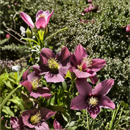 Hellebore 'Ruby Red' – Helleborus orientalis Live Bare Root Plant | Lenten Rose Perennial | Shade Garden Flower