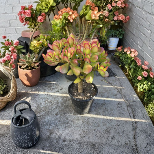 Jade Plant / Money Plant – Crassula ovata Live Bonsai Tree Start | 1+ Foot Tall | Rooted Live Plant | Indoor Houseplant | Easy-Care Succulent | Gift for Plant Lovers