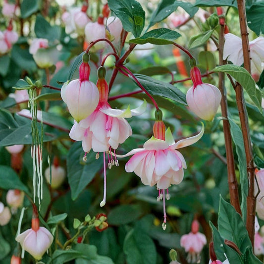 Pink Marshmallow Fuchsia Live Plant | Fuchsia Hybrid | 6 Inch Potted Flowering Plant | Trailing Fuchsia | Hanging Basket & Patio Plant | Pink Blooms