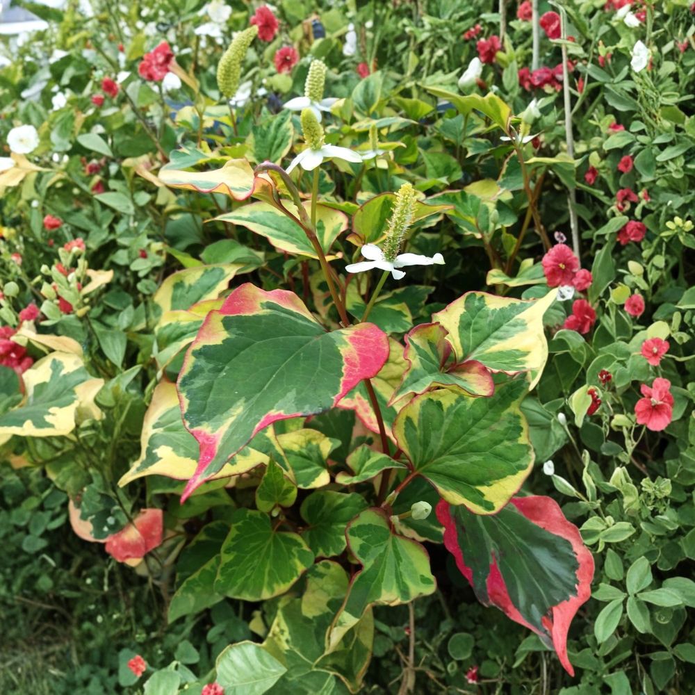 Chameleon Plant – Houttuynia cordata 'Chameleon' Live Bare Roots | Set of 10 | Hardy Pond & Bog Plant | Colorful Ground Cover