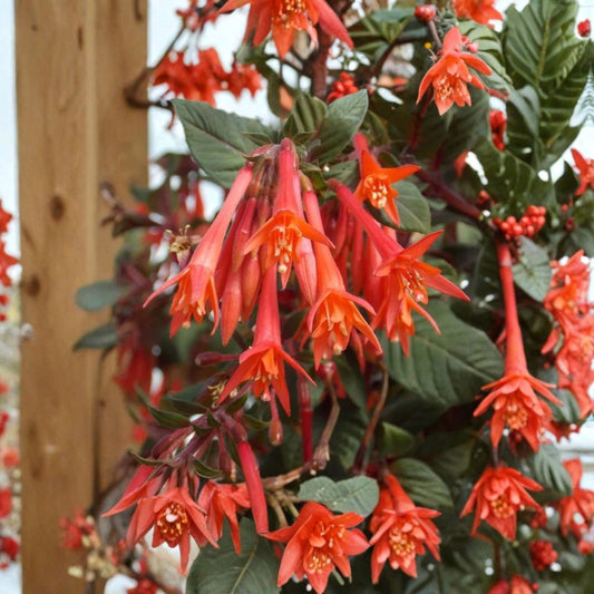 Gartenmeister Fuchsia Live Plant – Fuchsia ‘Gartenmeister’ | 6–12 Inches Tall | 5 Inch Pot | Coral-Orange Tubular Flowers | Hummingbird Plant