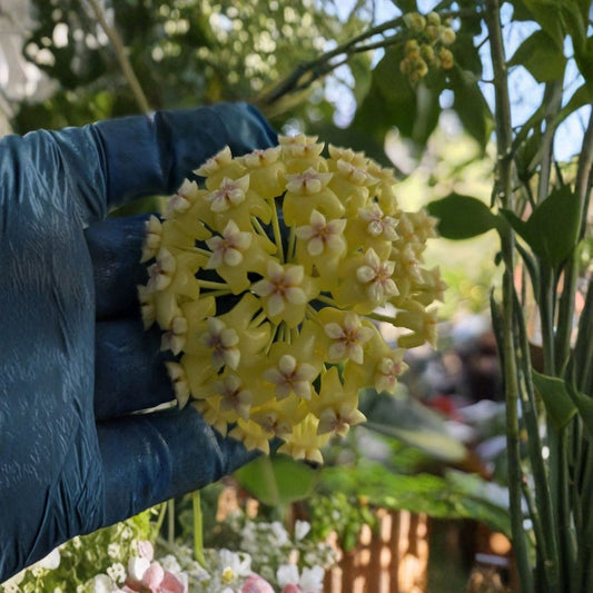 Hoya incrassata – Live Plant | 7–10 Inches Tall | 4-Inch Pot | Yellow Flowers | Tropical Wax Plant | Climbing Houseplant | Indoor & Outdoor Friendly