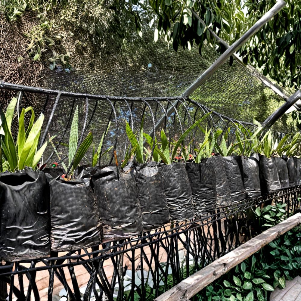 Sabal "Caribbean Mystery" Palm – Live Seedling | 6–12 Inches Tall | Includes Nursery Pot | Rare Cold Hardy Palm | Easy to Grow