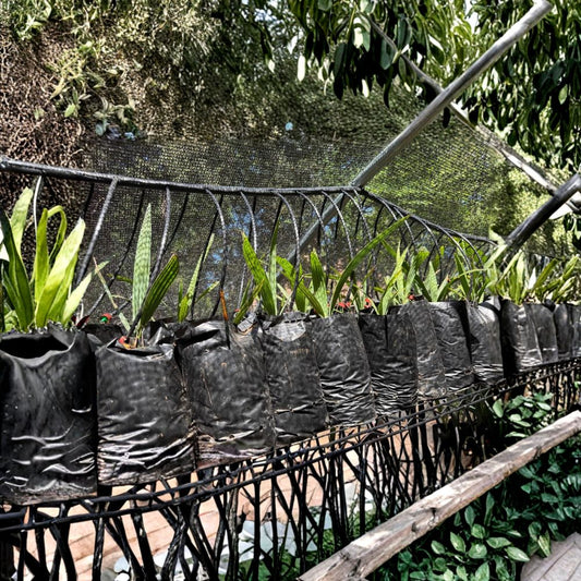 Sabal "Caribbean Mystery" Palm – Live Seedling | 6–12 Inches Tall | Includes Nursery Pot | Rare Cold Hardy Palm | Easy to Grow