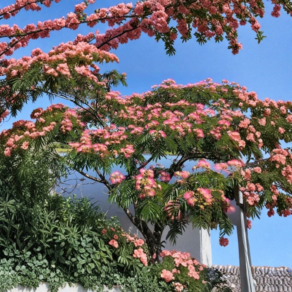 Pink Mimosa Tree – Albizia julibrissin Live Sapling | 6+ Inch Bare Root Seedling | Fast Growing Ornamental Tree | Pollinator Friendly | Easy to Grow