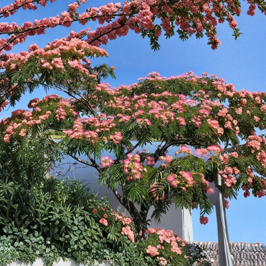 Pink Mimosa Tree – Albizia julibrissin Live Sapling | 6+ Inch Bare Root Seedling | Fast Growing Ornamental Tree | Pollinator Friendly | Easy to Grow