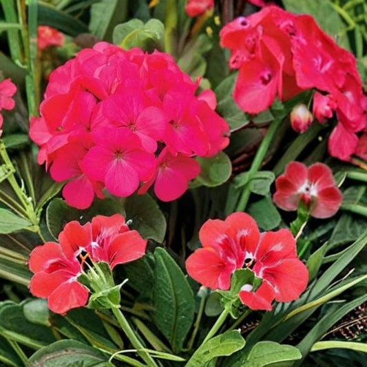 Maverick Rose Geranium Seeds – 100 Pelargonium Seeds | Pastel Rose Garden Flowers
