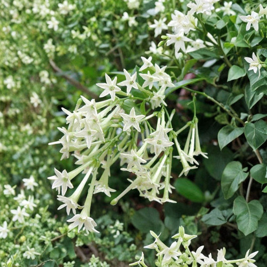 Night Blooming Jasmine Plant Set of 2 – Cestrum nocturnum Live Starter | 4–6 Inch Tall | Fragrant Night Blooming Shrub | No Pot | Patio & Garden Ready | Easy Care