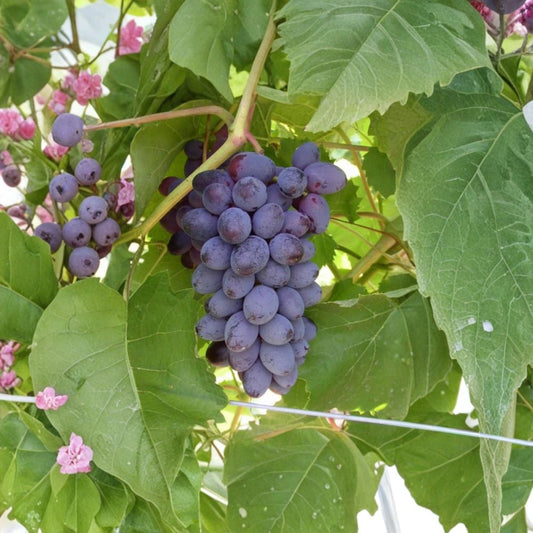 Jupiter Seedless Muscat Grape Cuttings – 5 Pack | Vitis Hybrid Propagation Set | Sweet Table Grapes | Grow Your Own Vineyard | US Seller
