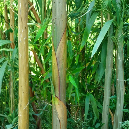 Red Margin Bamboo – Phyllostachys rubromarginata Bare Root Rhizomes | 2 Count | Hardy Timber Bamboo
