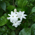 Arabian Jasmine Plant Live – Jasminum sambac 15 Inch Tall | Fragrant White Flowering Plant | Tropical Indoor Outdoor Vine | No Pot