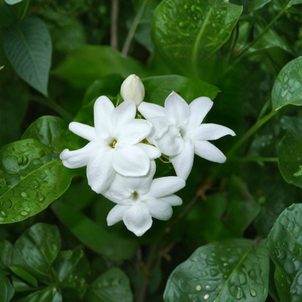 Arabian Jasmine Plant Live – Jasminum sambac 15 Inch Tall | Fragrant White Flowering Plant | Tropical Indoor Outdoor Vine | No Pot