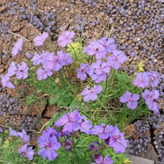 Malviflorum Geranium Seeds – 25+ Premium Hardy Geranium Flower Seeds | Colorful Garden Blooms