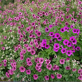 Bressingham Flair Geranium Seeds – 25+ Premium Pelargonium Flower Seeds | Colorful Garden & Patio Blooms | Easy Grow Flowers