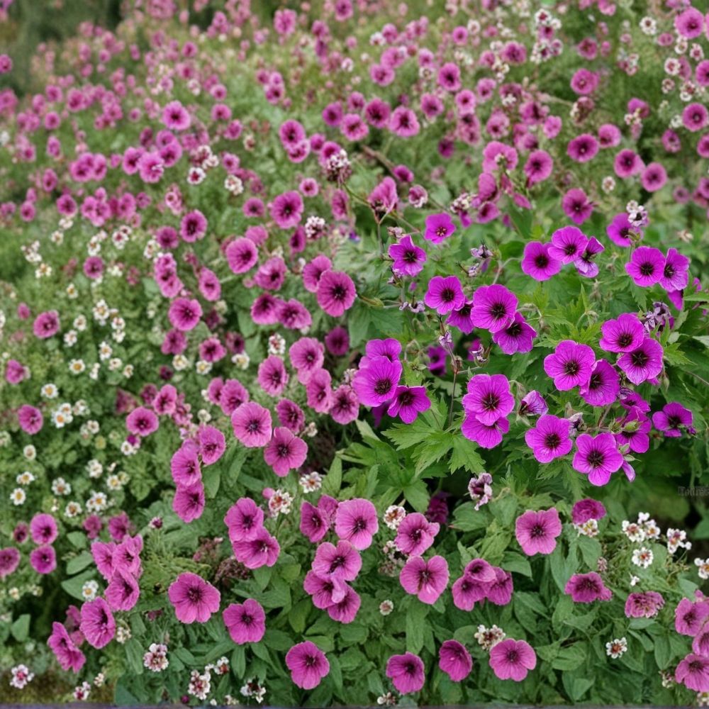 Bressingham Flair Geranium Seeds – 25+ Premium Pelargonium Flower Seeds | Colorful Garden & Patio Blooms | Easy Grow Flowers