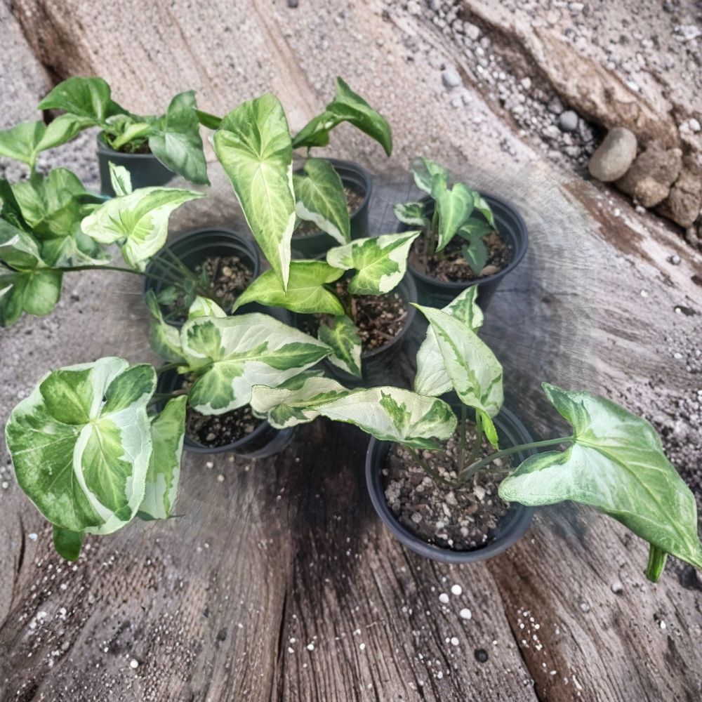 Syngonium Three Kings Live Plant | Rooted in Pot | Rare Arrowhead Houseplant | Variegated Tropical Indoor Plant | Ready to Grow