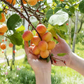 Tibetan Apricot Tree – Dormant Rooted Starter Plant | Self-Pollinating Hardy Apricot | Edible Fruit Tree Shrub | Zones 5–8