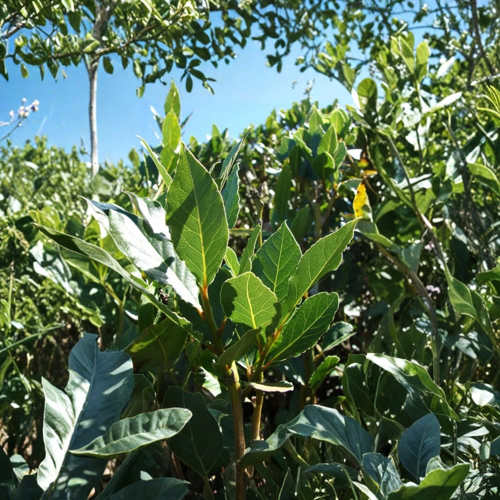 Bay Leaf Tree – Laurus nobilis Live Plant | 5–7 Inch Sweet Bay Laurel Herb | Indoor Outdoor Potted Culinary Plant | Evergreen Herb Tree | Easy to Grow