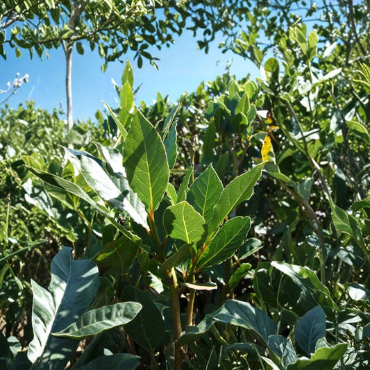 Bay Leaf Tree – Laurus nobilis Live Plant | 5–7 Inch Sweet Bay Laurel Herb | Indoor Outdoor Potted Culinary Plant | Evergreen Herb Tree | Easy to Grow
