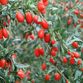 Goji Berry Plant – Lycium chinense Live Plant | Wolfberry Seedling | Includes Nursery Pot Superfood Fruit Starter | Patio & Backyard Friendly | Easy to Grow