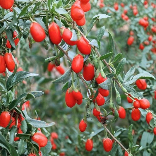 Goji Berry Plant – Lycium chinense Live Plant | Wolfberry Seedling | Includes Nursery Pot Superfood Fruit Starter | Patio & Backyard Friendly | Easy to Grow