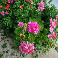 Hardy Fragrant Pink Geranium Cuttings – Pelargonium Live Plant Cuttings | 30 Unrooted 6 Inch Cuttings | Pink Flowering Geranium | Patio & Garden Friendly | Easy to Grow
