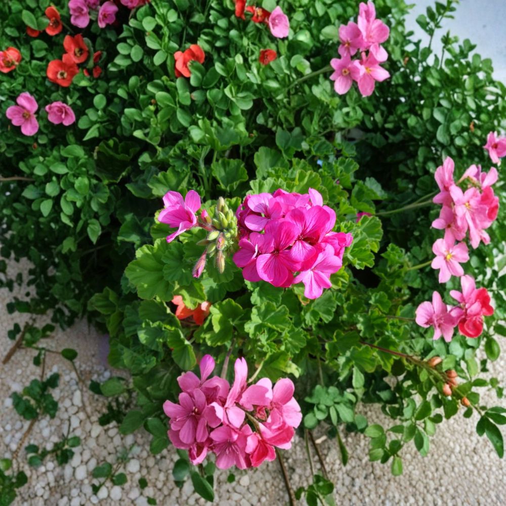 Hardy Fragrant Pink Geranium Cuttings – Pelargonium Live Plant Cuttings | 30 Unrooted 6 Inch Cuttings | Pink Flowering Geranium | Patio & Garden Friendly | Easy to Grow