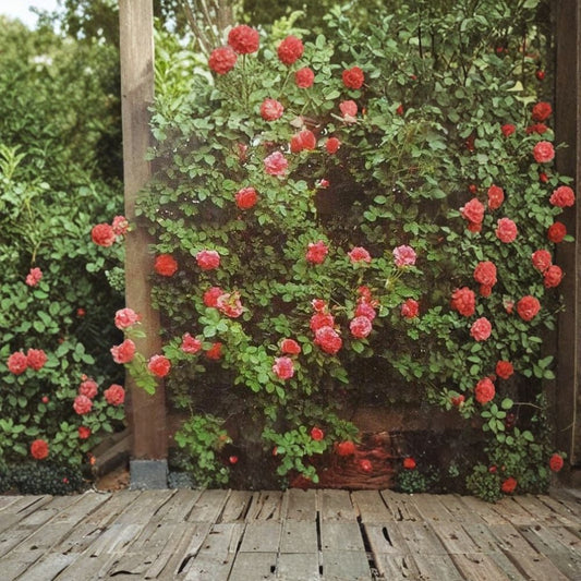 Climbing America Rose – Rosa Live Climbing Rose | 1 Gallon Size | Salmon Pink Blooms | Vigorous Climbing Shrub | Trellis & Arbor Garden Favorite