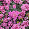 Pink Queen Chrysanthemum Plants – Chrysanthemum morifolium Live Plants | 2 Pack Large Bloom Perennial Flowers | Garden Mum | 粉国华菊花
