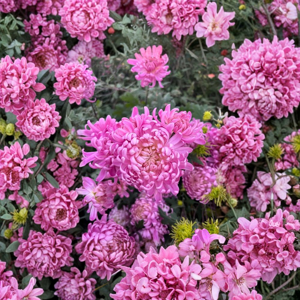Pink Queen Chrysanthemum Plants – Chrysanthemum morifolium Live Plants | 2 Pack Large Bloom Perennial Flowers | Garden Mum | 粉国华菊花