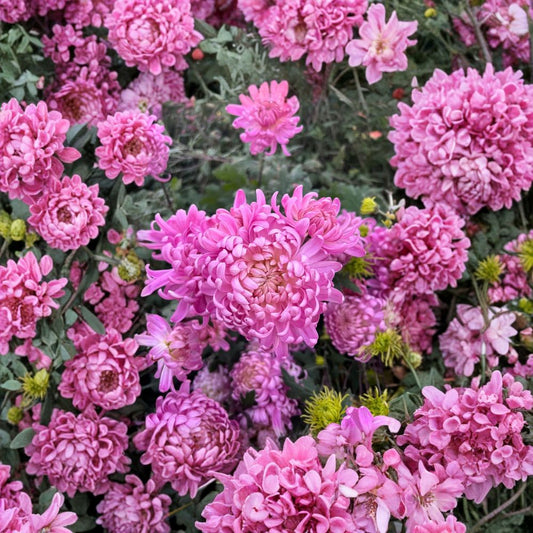 Pink Queen Chrysanthemum Plants – Chrysanthemum morifolium Live Plants | 2 Pack Large Bloom Perennial Flowers | Garden Mum | 粉国华菊花