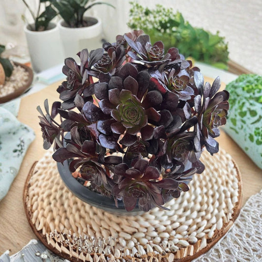 Echeveria Little Black Bean Live Succulent Plant – Bare Root | Unique Echeveria | Indoor & Outdoor Succulent | Easy Care Plant | Collector Succulent