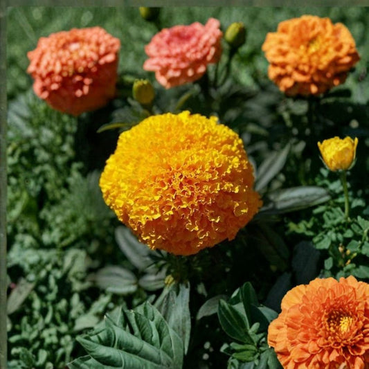Marigold Coco Gold – Tagetes Flower Seeds | 250 Seeds | Golden Cut Flowers | Tall African Marigold | Weather Resistant | Easy to Grow