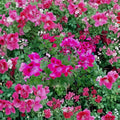 Rare Hot Magenta Pink Regal Geranium Cuttings – 2 Live Pelargonium Plant Starters | Exotic Orchid-Like Blooms | Hardy Patio Flower