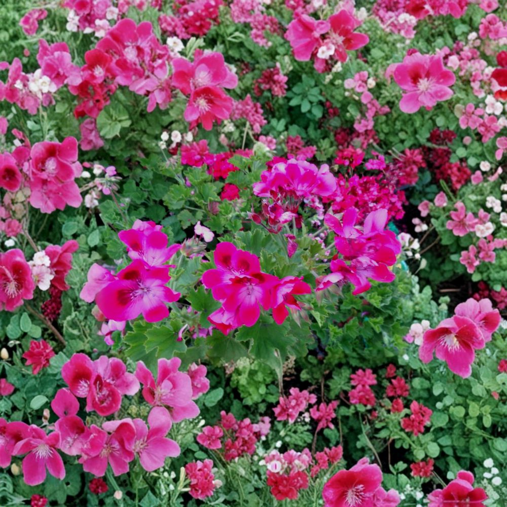 Rare Hot Magenta Pink Regal Geranium Cuttings – 2 Live Pelargonium Plant Starters | Exotic Orchid-Like Blooms | Hardy Patio Flower