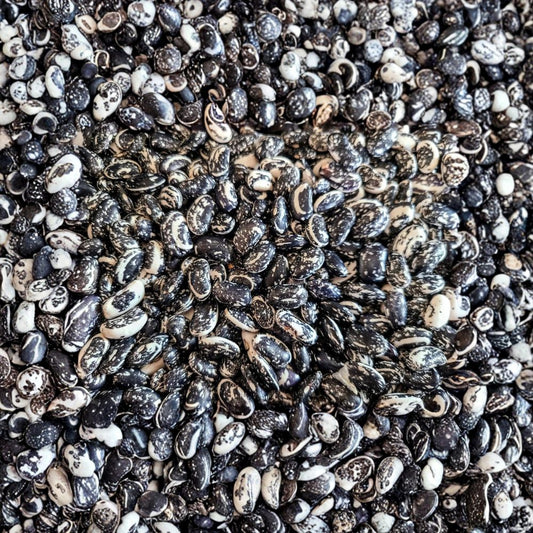 Haudenosaunee Skunk Bean Seeds – Phaseolus vulgaris Heirloom Seeds | 25 Organic Non-GMO Seeds | Iroquois Pole Bean | Rare Native American Bean
