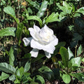 Gardenia Bush – Gardenia jasminoides Live Plants | 6 Inches Tall | Set of 2 Heirloom White Cape Jasmine | Fragrant Flowering Shrub | Bare Root