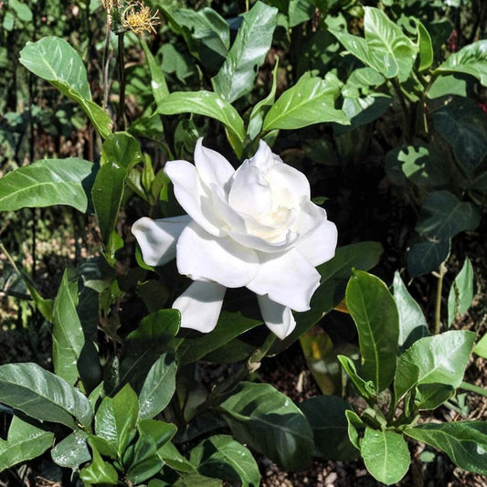 Gardenia Bush – Gardenia jasminoides Live Plants | 6 Inches Tall | Set of 2 Heirloom White Cape Jasmine | Fragrant Flowering Shrub | Bare Root