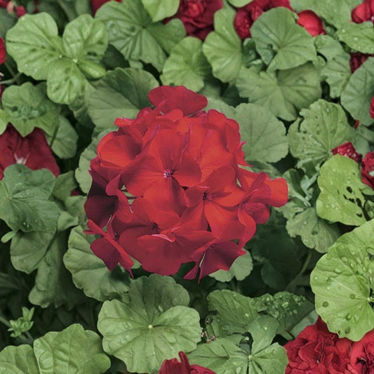 Ringo Cardinal Geranium Seeds – 15 Premium Flower Seeds | Early Blooming Red Geranium | Patio & Window Box Friendly | Easy to Grow