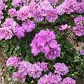 Double Bright Pink Ivy Geranium Cuttings – 8 Live Pelargonium Cuttings | Trailing Hanging Basket Flowers | Easy to Root | Year Round Blooms