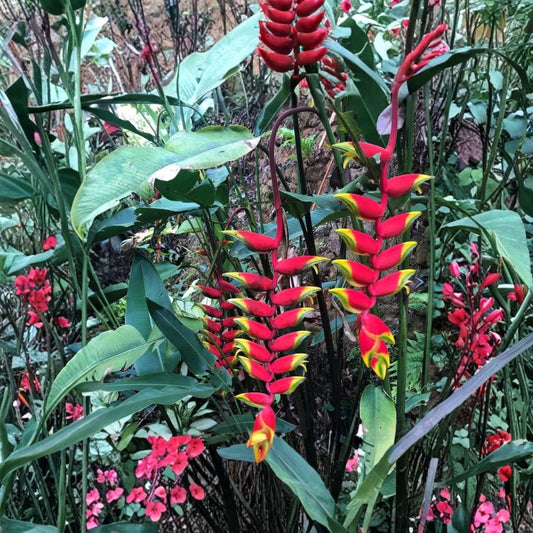 Heliconia Rostrata Live Rhizomes – Set of 2 | Hanging Lobster Claw | Tropical Flowering Plant | Red Yellow Blooms | Zones 9–11