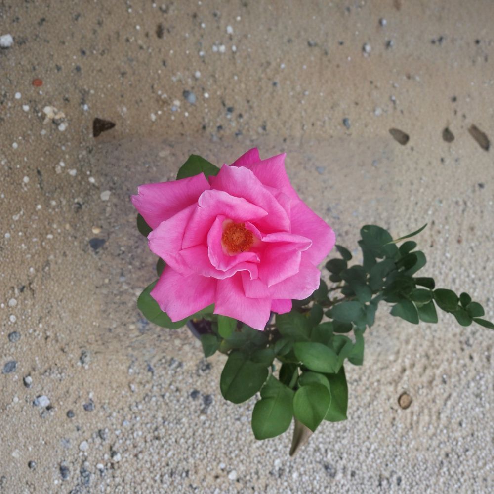 Perfume Delight Rose – Rosa Hybrid Tea Live Plant | 3 Gallon Size | Fragrant Pink Blooms | Classic Garden Rose | Easy Care Flowering Shrub