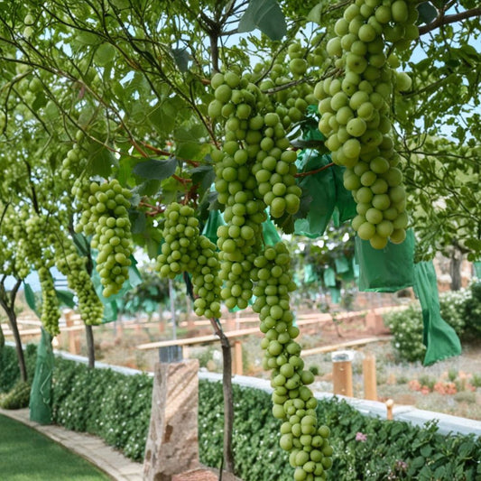 Shine Muscat Grape Plant – Vitis vinifera Live Vine | 3309C Rootstock Potted | Premium Japanese Sweet Green Grape | 阳光玫瑰 晴王