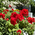 Red Geranium Cuttings – Pelargonium Live Plant Cuttings | 6 Unrooted Cuttings Included | Dark Red Blooms | Patio & Container Friendly | Easy to Grow