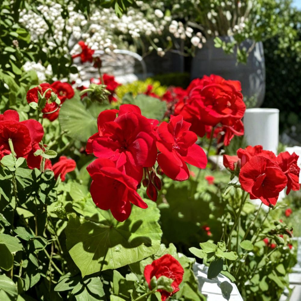 Red Geranium Cuttings – Pelargonium Live Plant Cuttings | 6 Unrooted Cuttings Included | Dark Red Blooms | Patio & Container Friendly | Easy to Grow