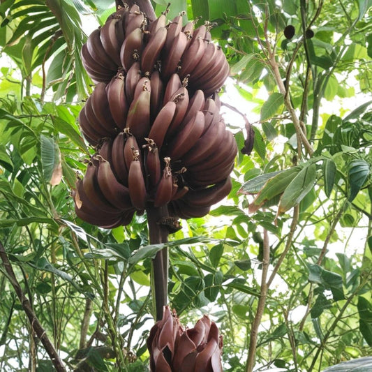 Cuban Red Banana Live Plant – Red Dacca | Musa acuminata | Exotic Tropical Banana | Sweet Red Banana Variety | Edible Fruit Plant | Garden & Container Friendly