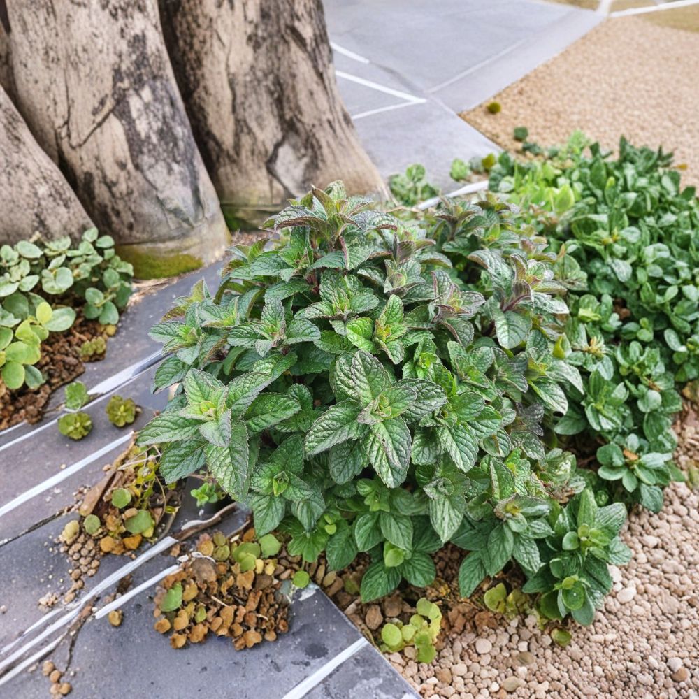 Berries and Cream Mint Cuttings – Mentha x piperita Live Unrooted Cuttings | 3 Organic Mint Cuttings for Rooting | Fruity Culinary Herb | Container Friendly